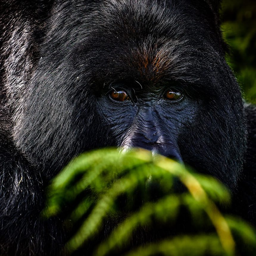 trek-gorillas-uganda (1)